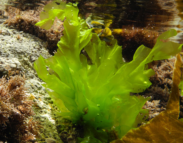 Nutritional value of Polysaccharides of sea lettuces